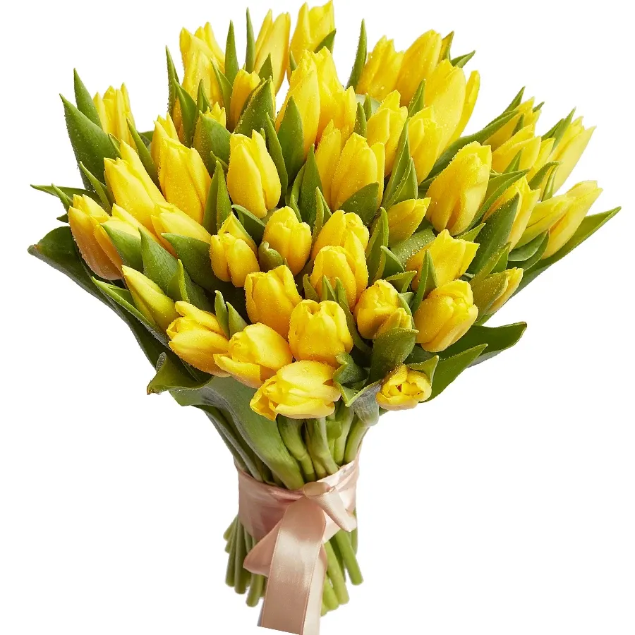 Тюльпан желтый